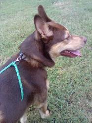 Reunited Unknown Dog last seen Sulphur Springs, Breckenridge, Murfreesboro, TN 37129
