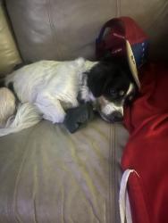 Lost Male Dog last seen Near Luther Durham rd, Tryon, NC 28782