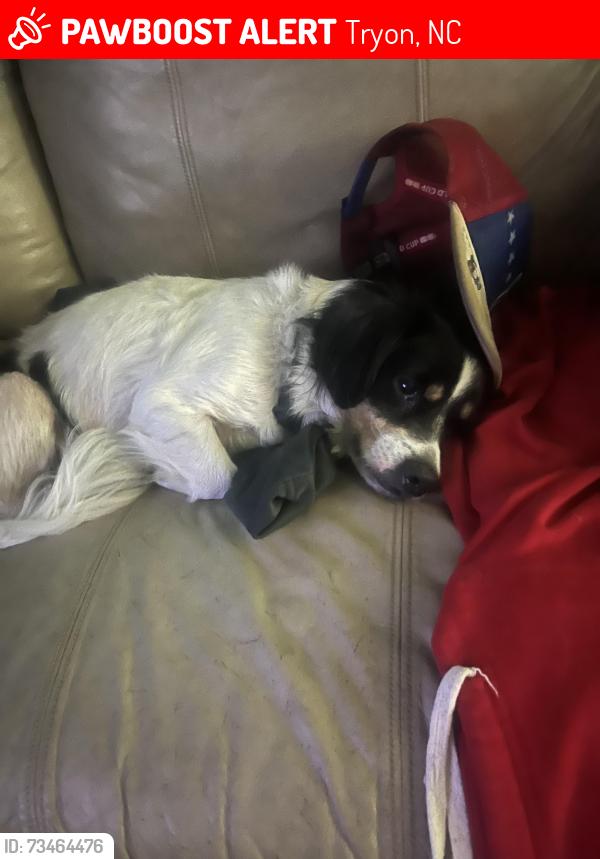 Lost Male Dog last seen Near Luther Durham rd, Tryon, NC 28782