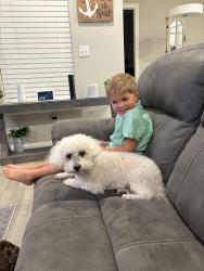 Lost Male Dog last seen Old Town Gardens, Long Beach, MS 39560
