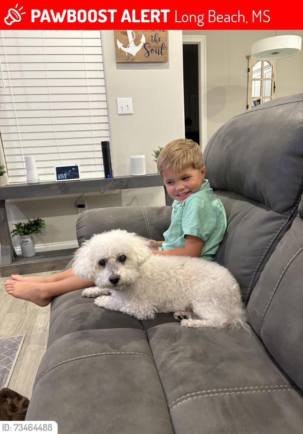 Lost Male Dog last seen Old Town Gardens, Long Beach, MS 39560