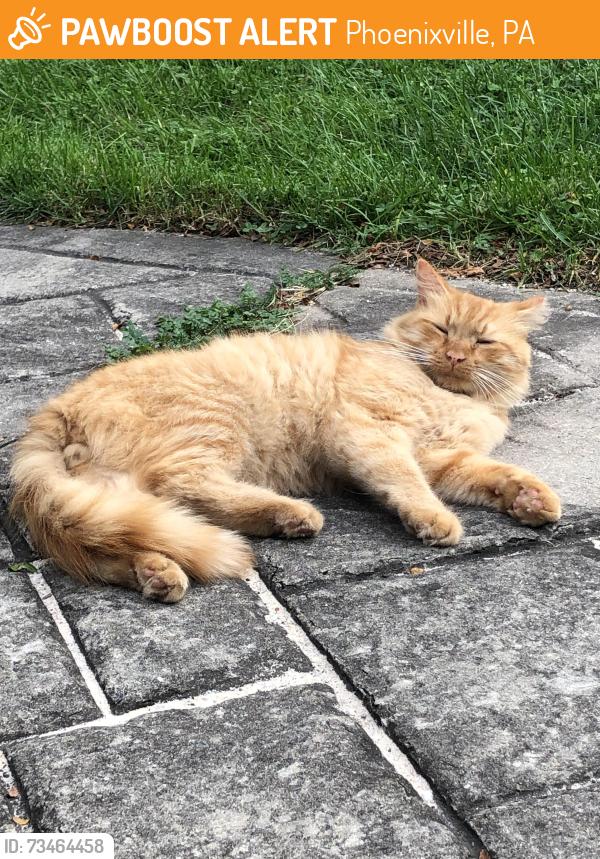 Found/Stray Male Cat last seen Egypt Road, Phoenixville, PA 19460