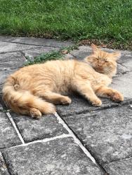 Found/Stray Male Cat last seen Egypt Road, Phoenixville, PA 19460
