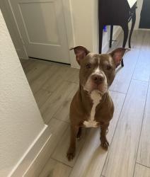 Reunited Male Dog last seen Old Montgomery and drift rose, Willis, TX 77318