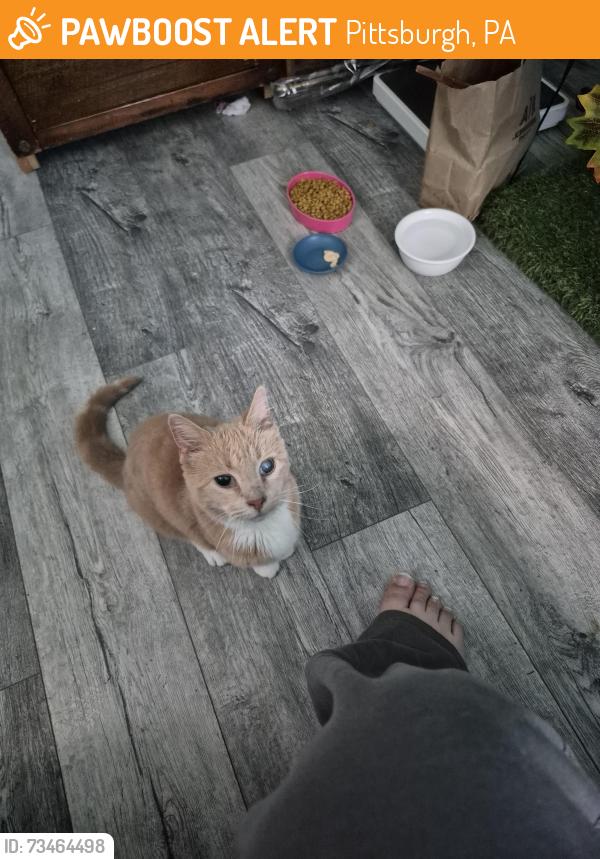 Found/Stray Female Cat last seen Montclair and Tesla, Pittsburgh, PA 15217