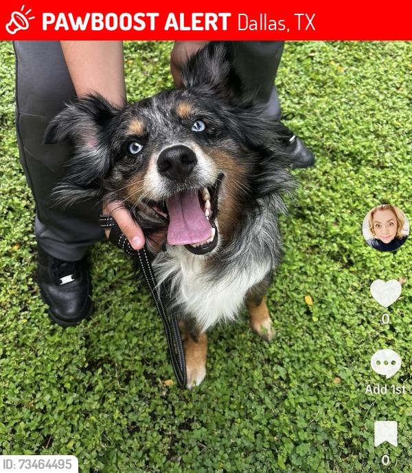 Lost Male Dog last seen Crockethill and Illinois Dallas tx, Dallas, TX 75211