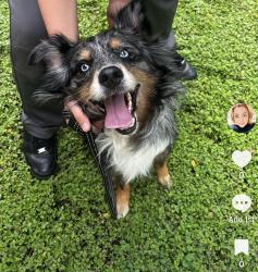 Lost Male Dog last seen Crockethill and Illinois Dallas tx, Dallas, TX 75211