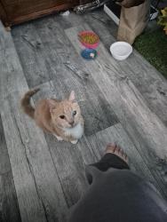 Found/Stray Female Cat last seen Montclair and Tesla, Pittsburgh, PA 15217
