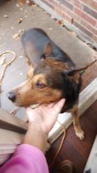 Reunited Male Dog last seen Near Abby Frisco TX, Frisco, TX 75035