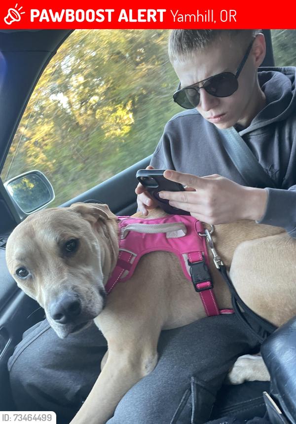 Lost Male Dog last seen Near NW fairdale rd yamhill or 97148, Yamhill, OR 97148
