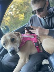 Lost Male Dog last seen Near NW fairdale rd yamhill or 97148, Yamhill, OR 97148