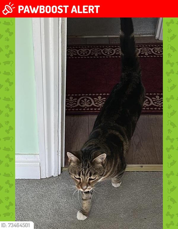 Lost Female Cat last seen Kerridge court n1 4al, Greater London, England 