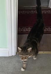 Lost Female Cat last seen Kerridge court n1 4al, Greater London, England 
