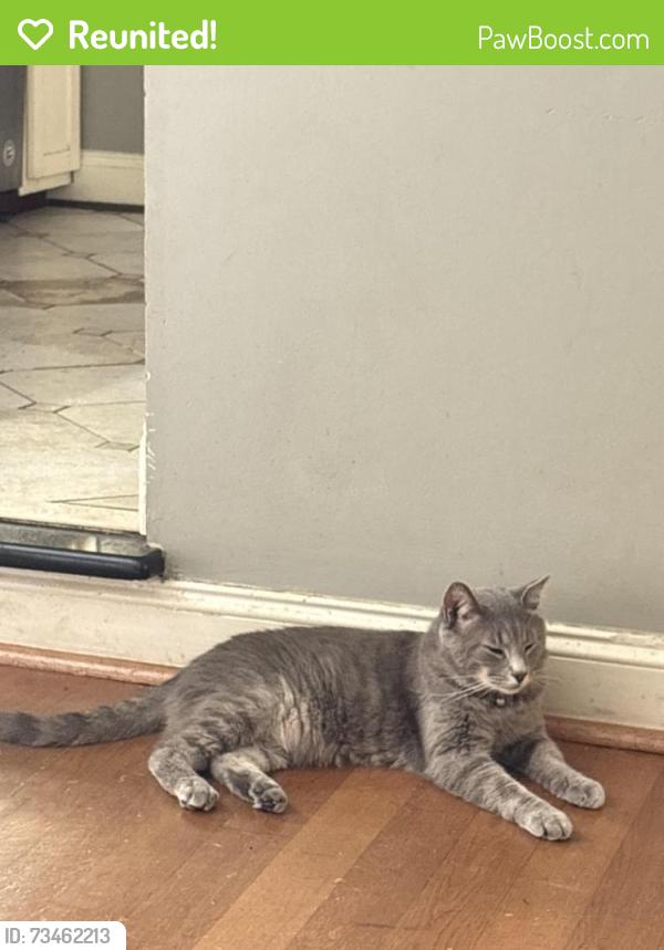 Reunited Male Cat last seen Near Sacramento Dr, Greensboro, NC 27406