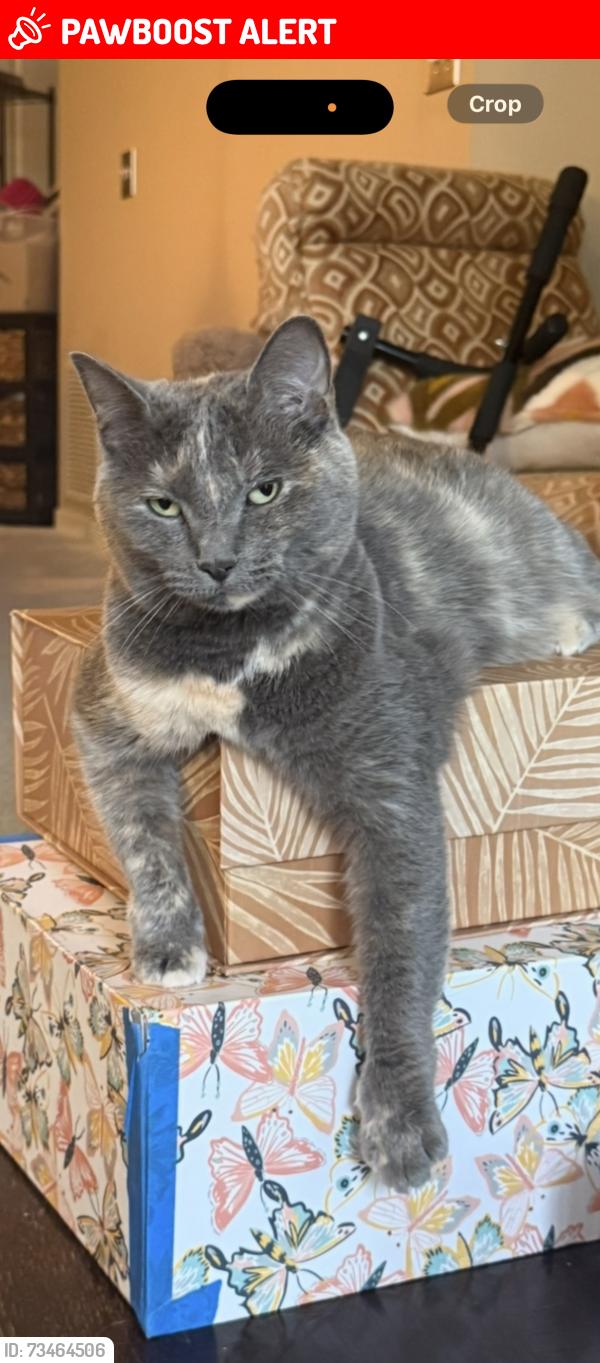 Lost Female Cat last seen Grand Central Lofts, Columbia Heights, MN 55421