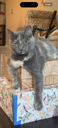 Lost Female Cat last seen Grand Central Lofts, Columbia Heights, MN 55421