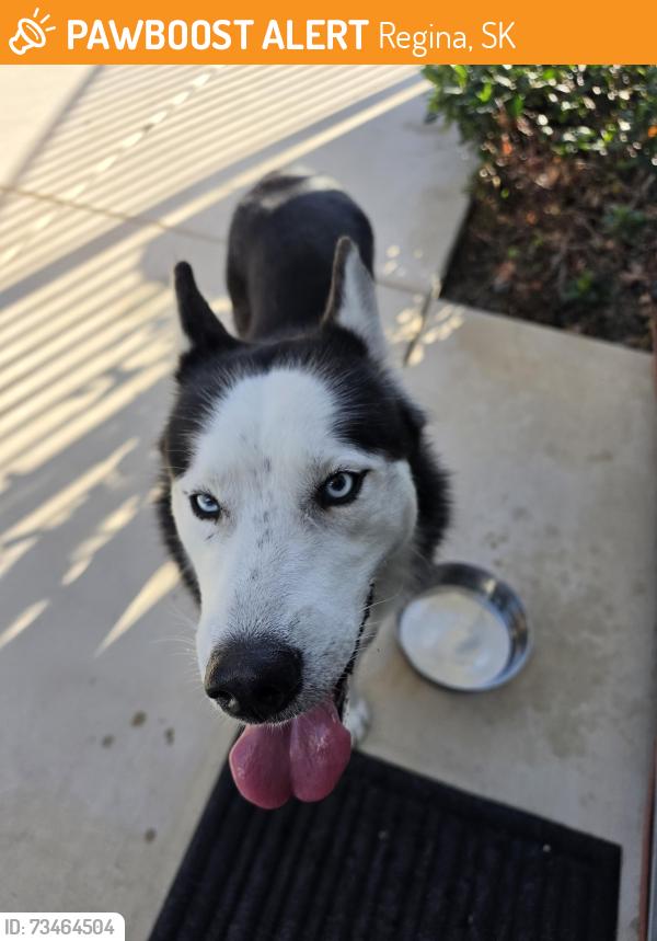 Found/Stray Unknown Dog last seen Broder St and Orangr in Anaheim, Regina, SK 