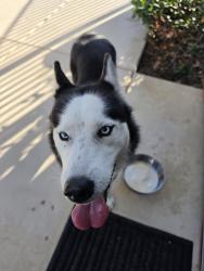 Found/Stray Unknown Dog last seen Broder St and Orangr in Anaheim, Regina, SK 