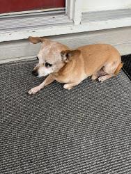 Reunited Male Dog last seen Smoketree circle and Twin Oaks in Ooltewah, Hamilton County, TN 37363