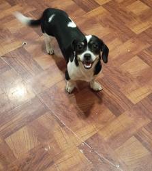 Found/Stray Female Dog last seen Meadow Way and Hickory Grove, San Antonio, TX 78227