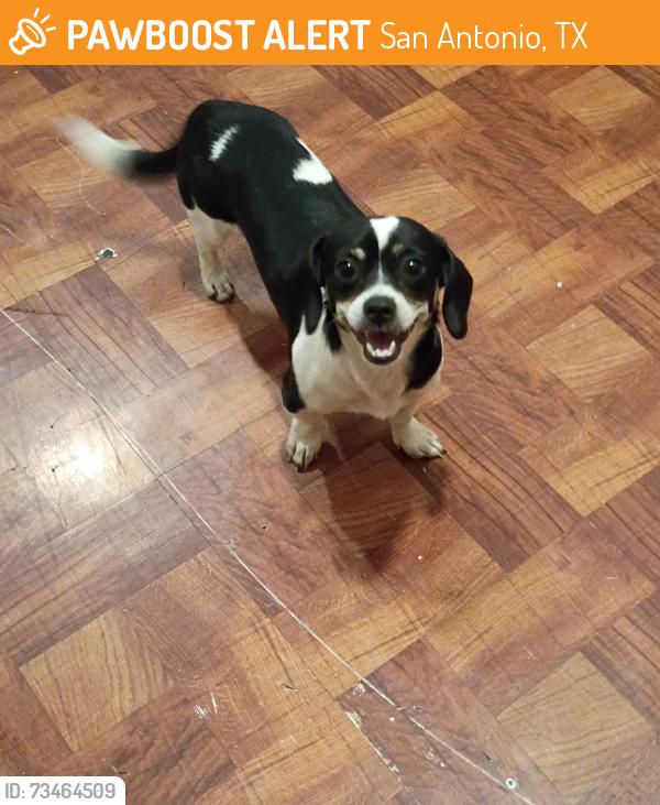Found/Stray Female Dog last seen Meadow Way and Hickory Grove, San Antonio, TX 78227
