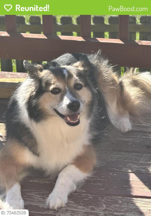Reunited Female Dog last seen Danielson South Bloomfield, South Bloomfield, OH 43103