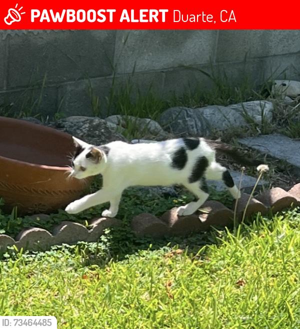 Lost Female Cat last seen Duarte CA, Galen St, Broadland Ave., Duarte, CA 91010