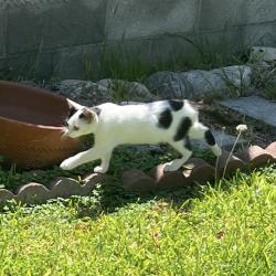 Lost Female Cat last seen Duarte CA, Galen St, Broadland Ave., Duarte, CA 91010