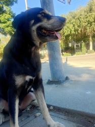 Found/Stray Male Dog last seen Via Marisol/Monterey Pass Rd., Los Angeles, CA 90042