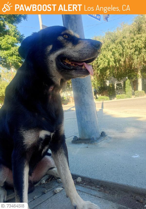 Found/Stray Male Dog last seen Via Marisol/Monterey Pass Rd., Los Angeles, CA 90042