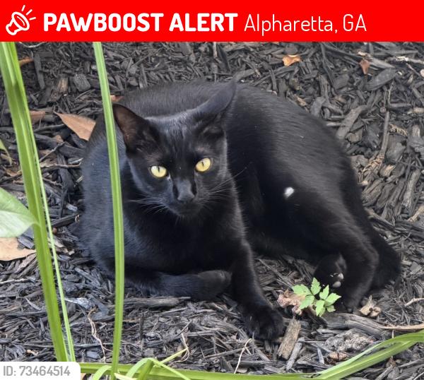 Lost Male Cat last seen Ogeechee drive (alpharetta), Alpharetta, GA 30022