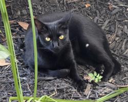 Lost Male Cat last seen Ogeechee drive (alpharetta), Alpharetta, GA 30022