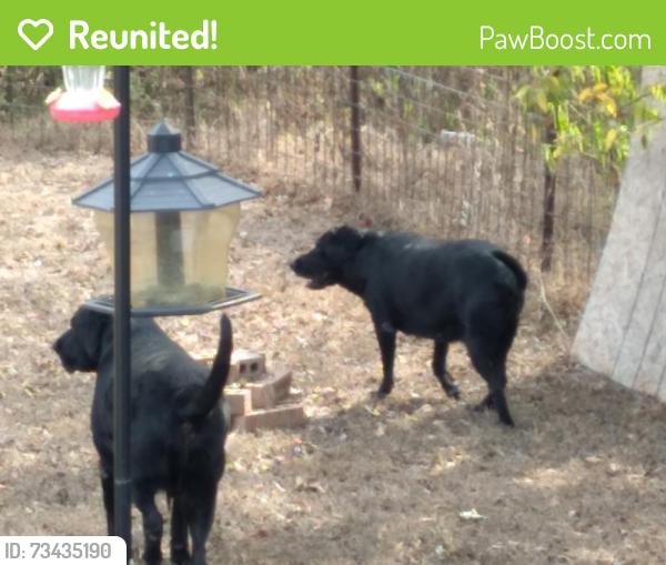 Reunited Male Dog last seen Ign, College Station, TX 77845