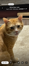 Lost Male Cat last seen Hyway36 and Hadley Ave, Oakdale, MN 55128