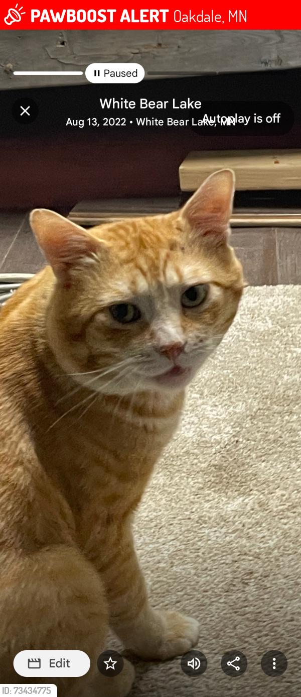 Lost Male Cat last seen Hyway36 and Hadley Ave, Oakdale, MN 55128