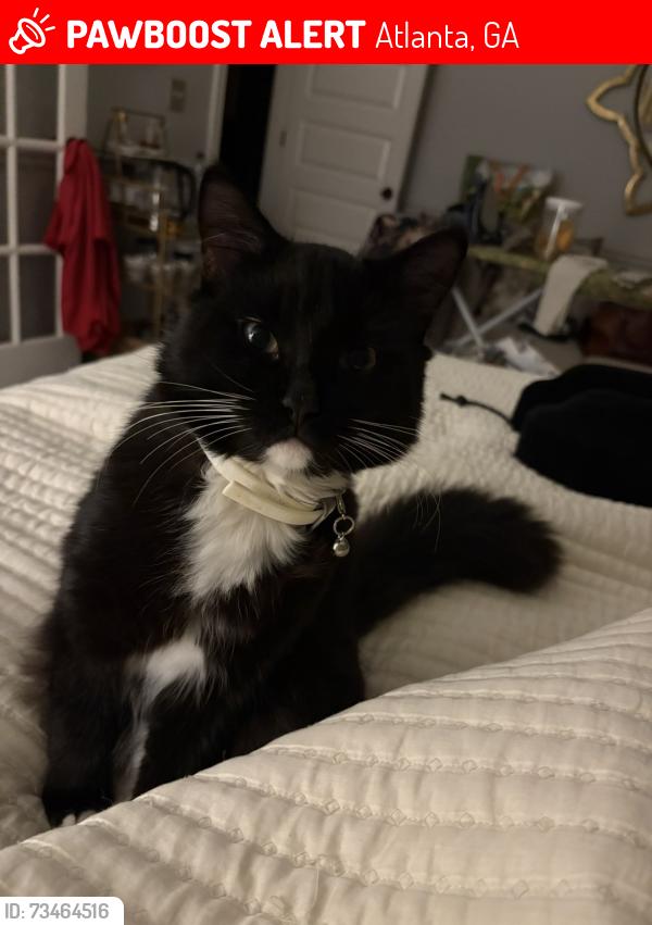 Lost Male Cat last seen Emory Midtown parking garage, Atlanta, GA 30308