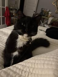 Lost Male Cat last seen Emory Midtown parking garage, Atlanta, GA 30308