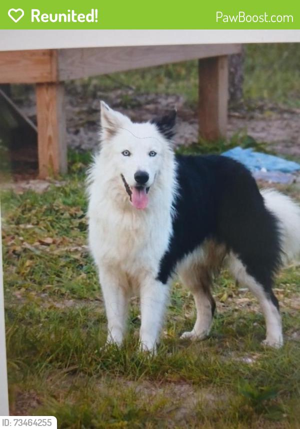 Reunited Male Dog last seen Near ne 10th street, Ocala, FL 34470