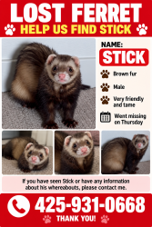 Lost Male Ferret last seen Rota Estadual 9, Maltby, Snohomish, WA 98296