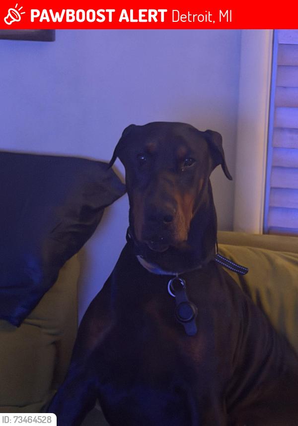 Lost Male Dog last seen Near Northlawn, detroit MI., Detroit, MI 48204