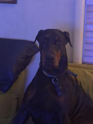 Lost Male Dog last seen Near Northlawn, detroit MI., Detroit, MI 48204