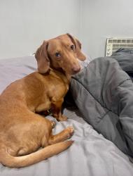 Lost Male Dog last seen City heights, San Diego, CA 92105