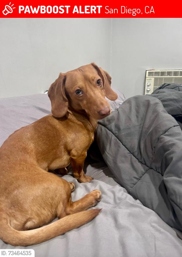 Lost Male Dog last seen City heights, San Diego, CA 92105