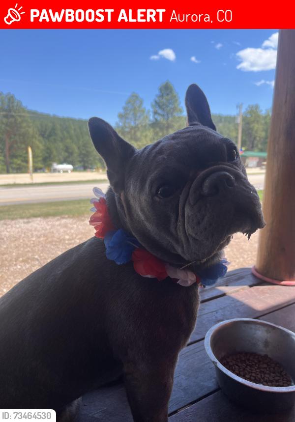 Lost Male Dog last seen 1st and Kenton, Aurora, CO 80010