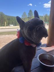 Lost Male Dog last seen 1st and Kenton, Aurora, CO 80010