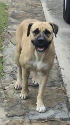 Found/Stray Male Dog last seen Babcock and Huebner, San Antonio, TX 78240