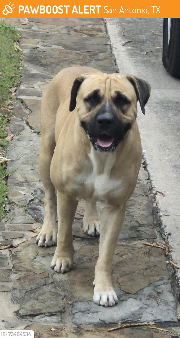Found/Stray Male Dog last seen Babcock and Huebner, San Antonio, TX 78240