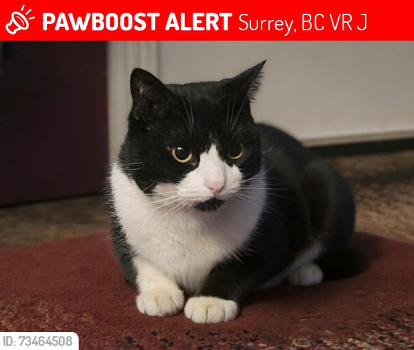 Lost Male Cat last seen 132st & King George boulevard, Surrey, BC V3R 5J2