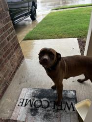 Found/Stray Female Dog last seen Bandarista, Royse City, TX 75189