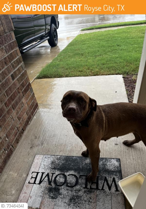 Found/Stray Female Dog last seen Bandarista, Royse City, TX 75189